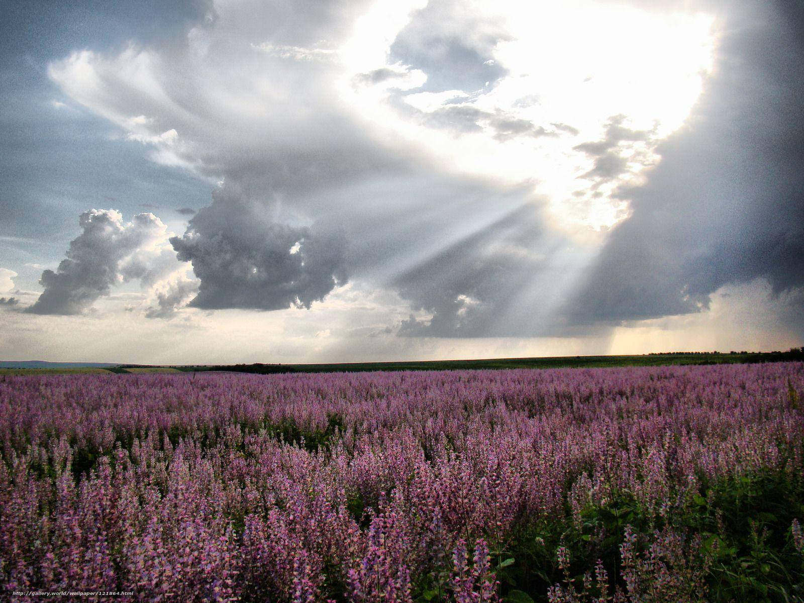 Morning Moldovas Lavender, sunlight, storm clouds, HD Desktop Wallpaper