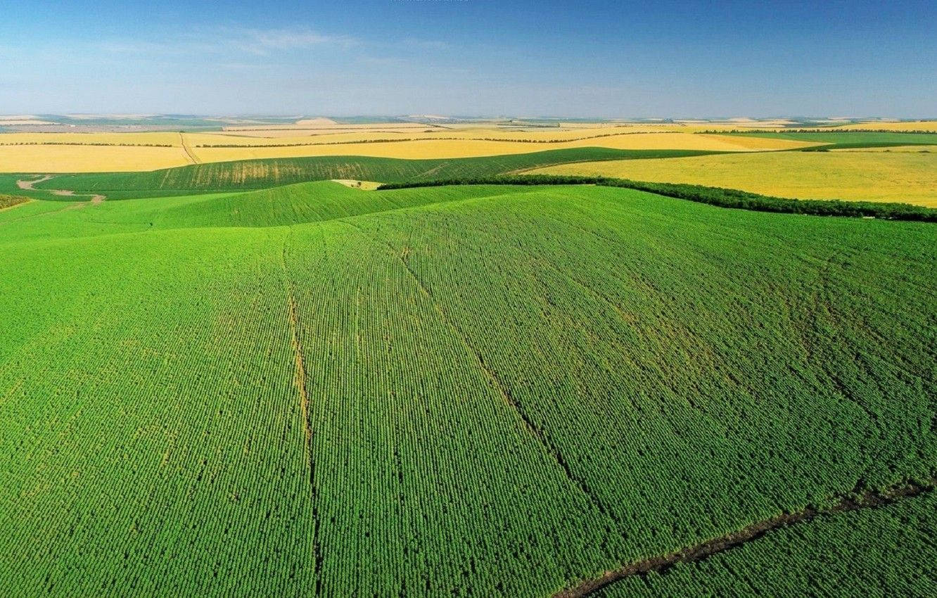 Moldova, vineyard field, rolling green and yellow agricultural fields, HD Desktop Wallpaper