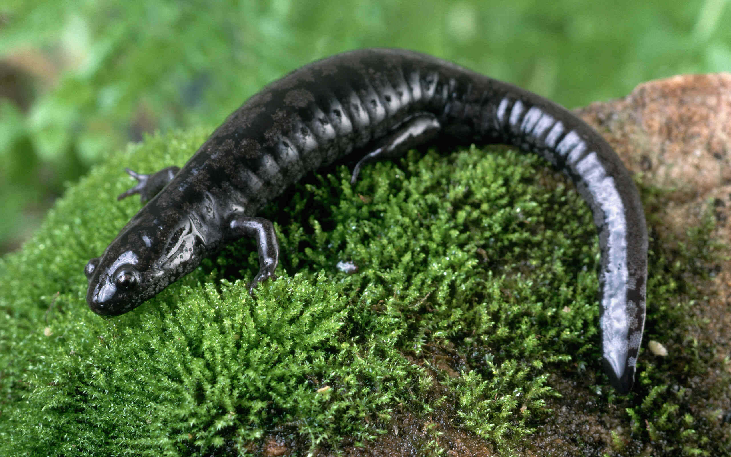 mole salamander, black, white lateral stripes, 2K Desktop Wallpaper