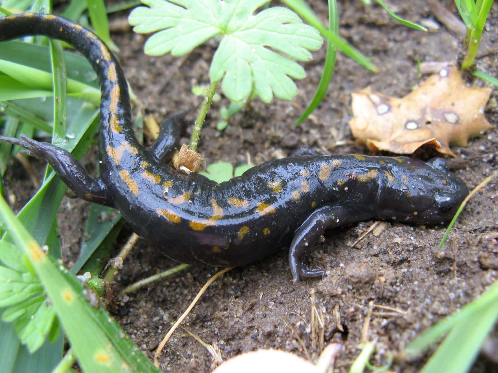 Mole Salamander, black salamander, bright yellow spots, HD Desktop Wallpaper