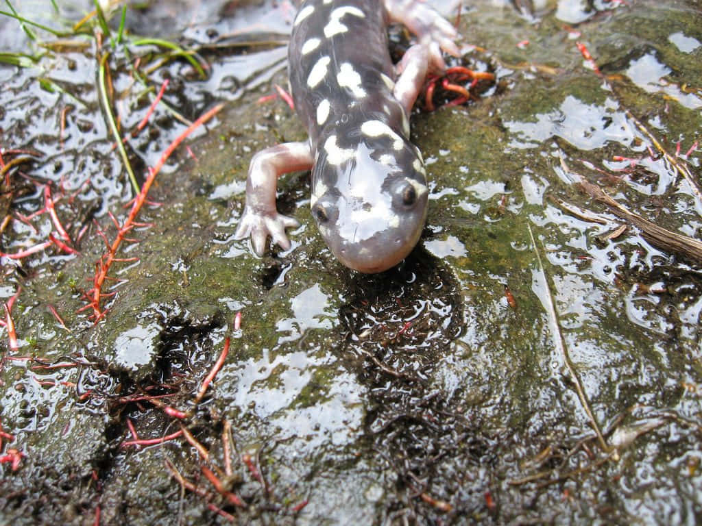 Mole Salamander, wet mossy rock, red grass, SD Desktop Wallpaper