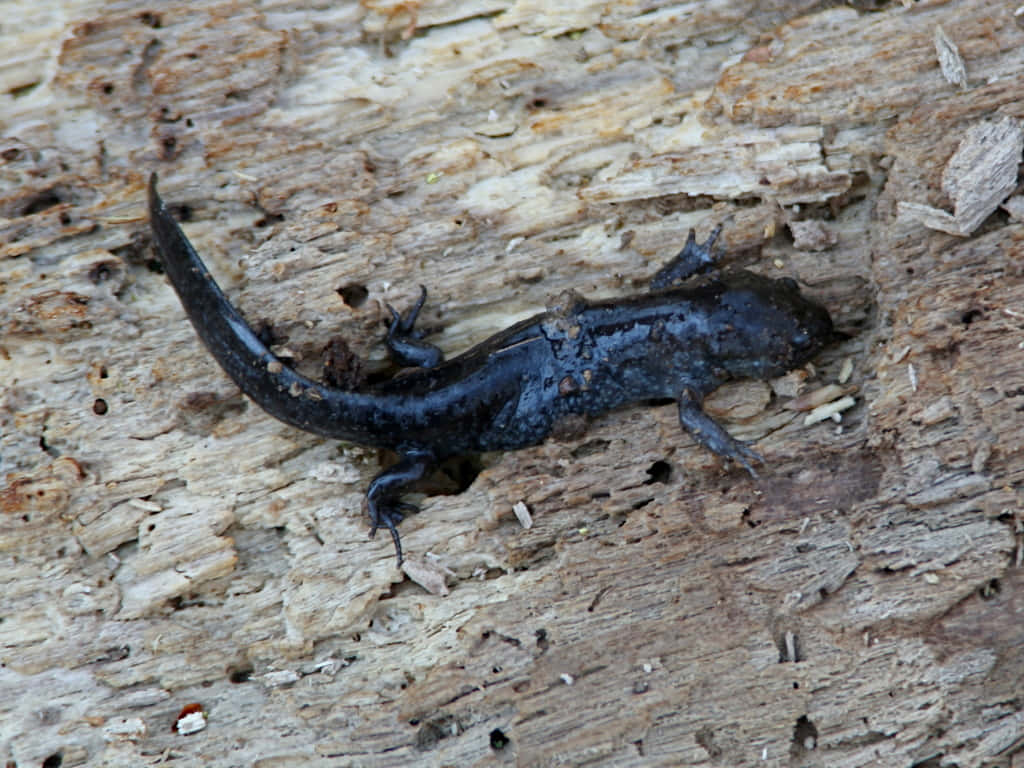 mole salamander, glossy black, four limbs, SD Desktop Wallpaper