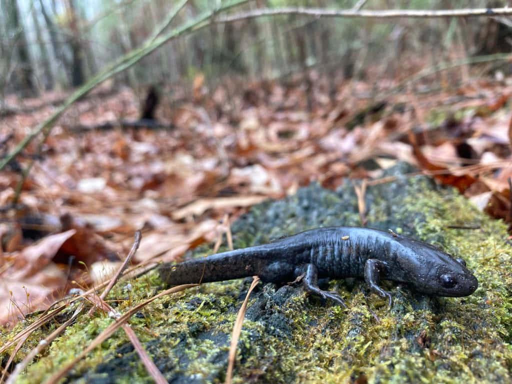 Mole Salamander, natural habitat, mossy rock, SD Desktop Wallpaper