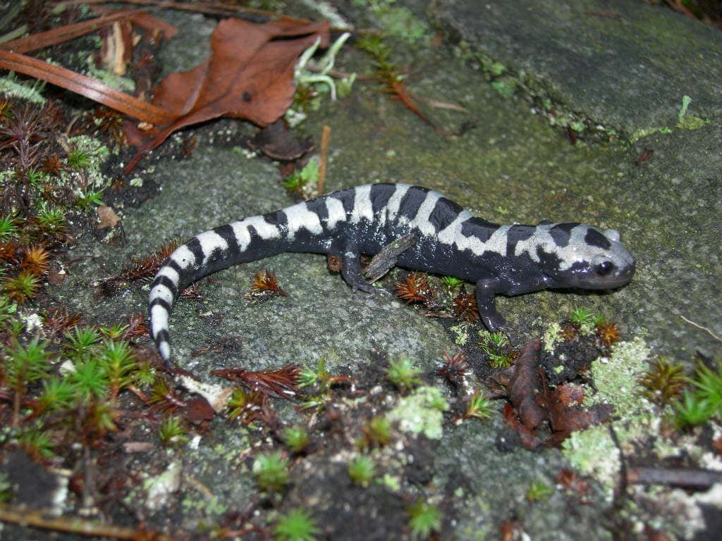 mole salamander, natural habitat, mossy rock, SD Desktop Wallpaper