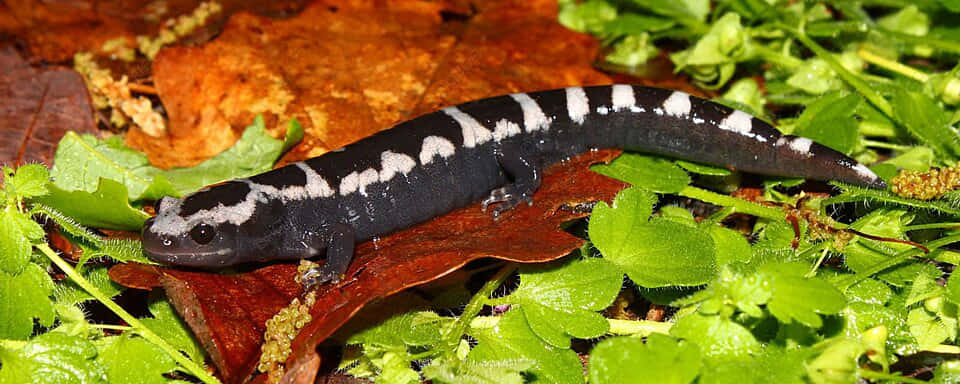 Mole Salamander, black and white spotted, bed of green leaves, SD Desktop Wallpaper
