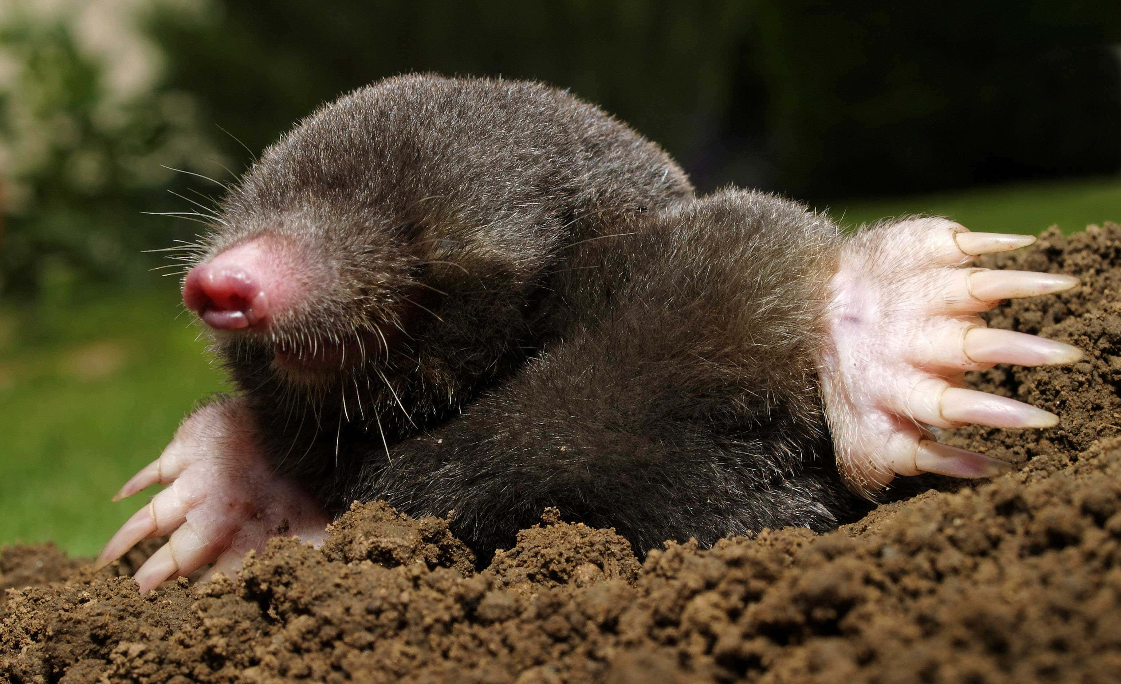 mole, dark-furred, rich brown soil, 2K Desktop Wallpaper