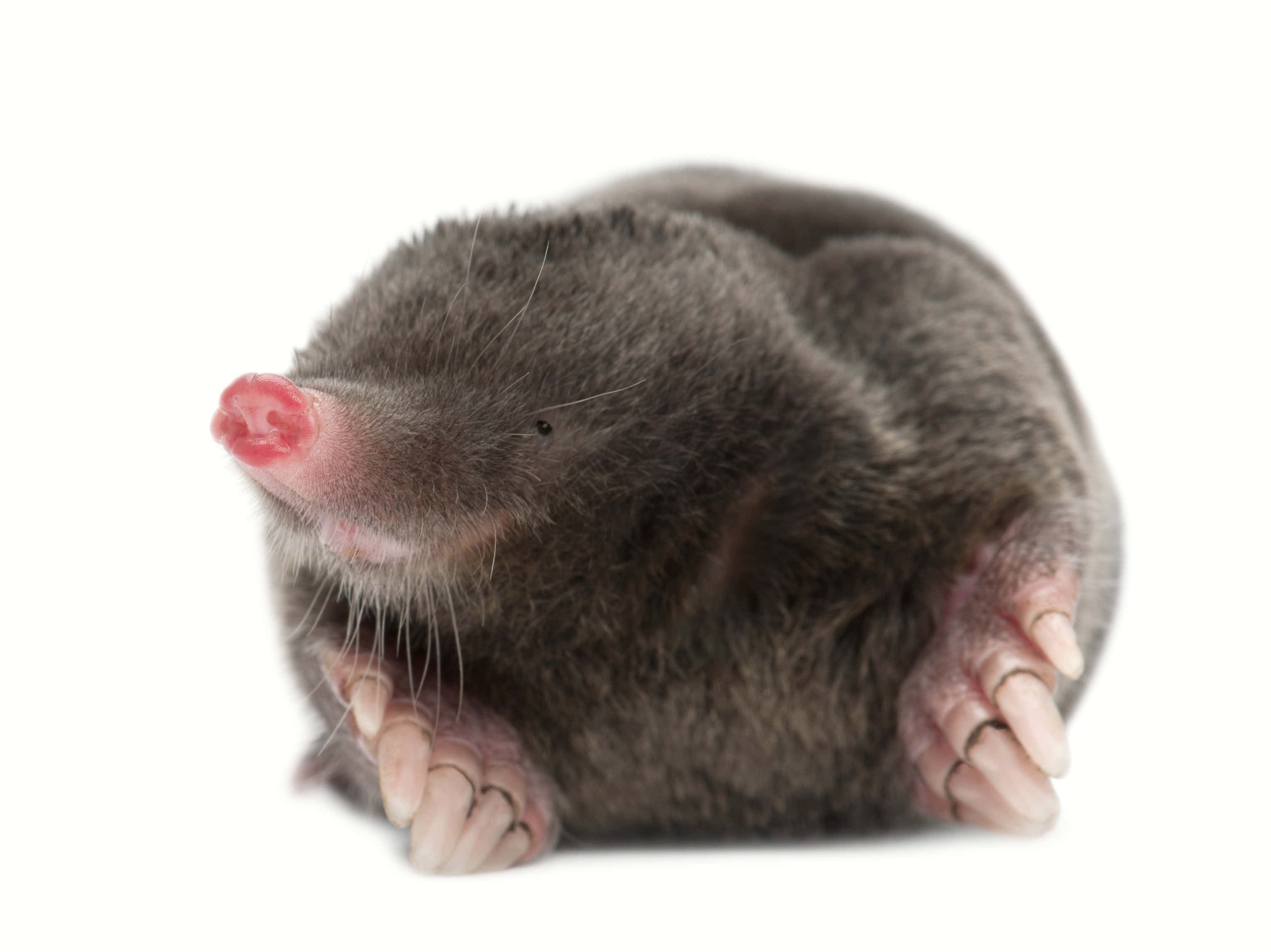 mole, dark gray, pink nose, 2K Desktop Wallpaper