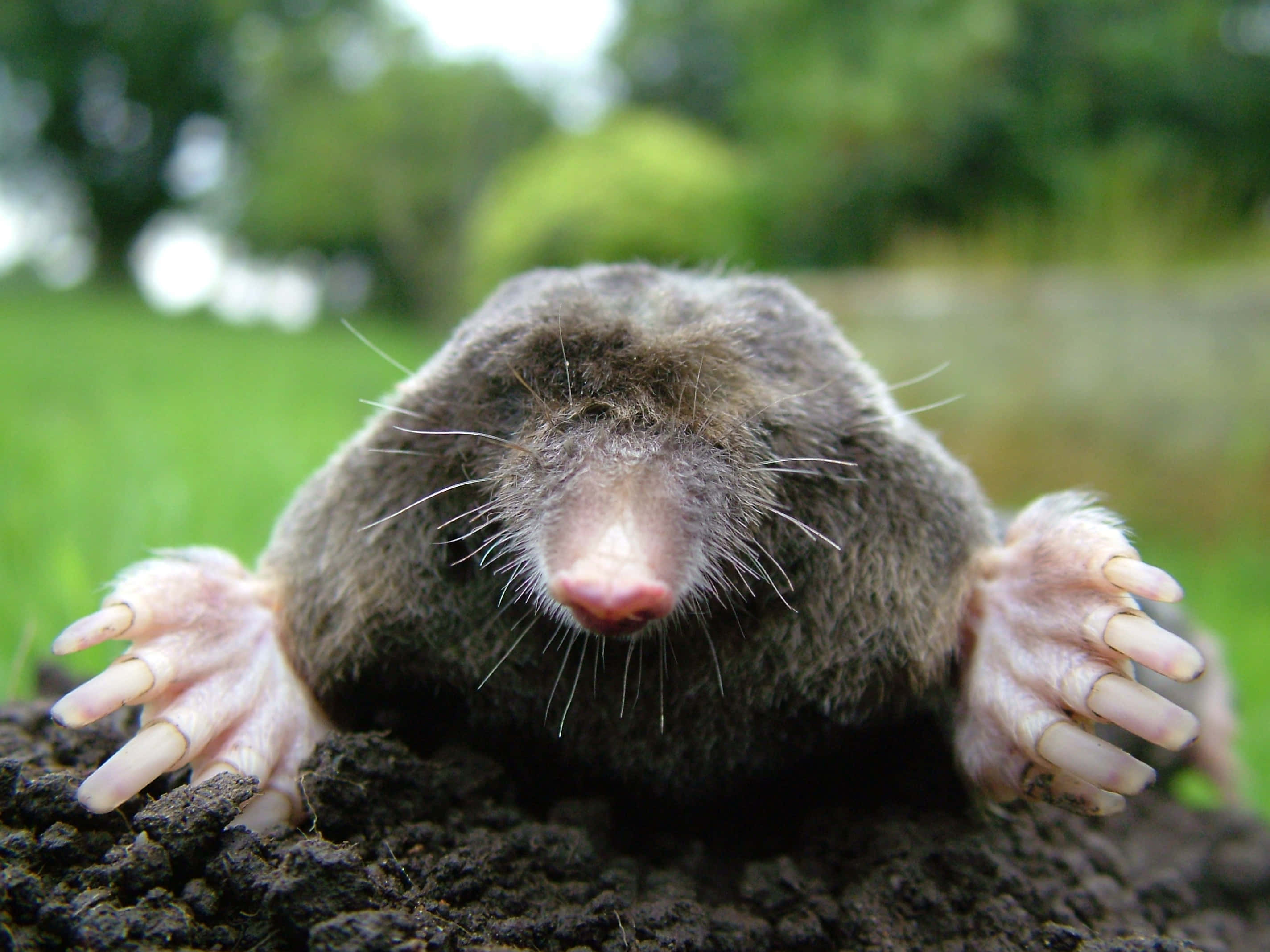 mole, dark soil, large clawed paws, 2K Desktop Wallpaper