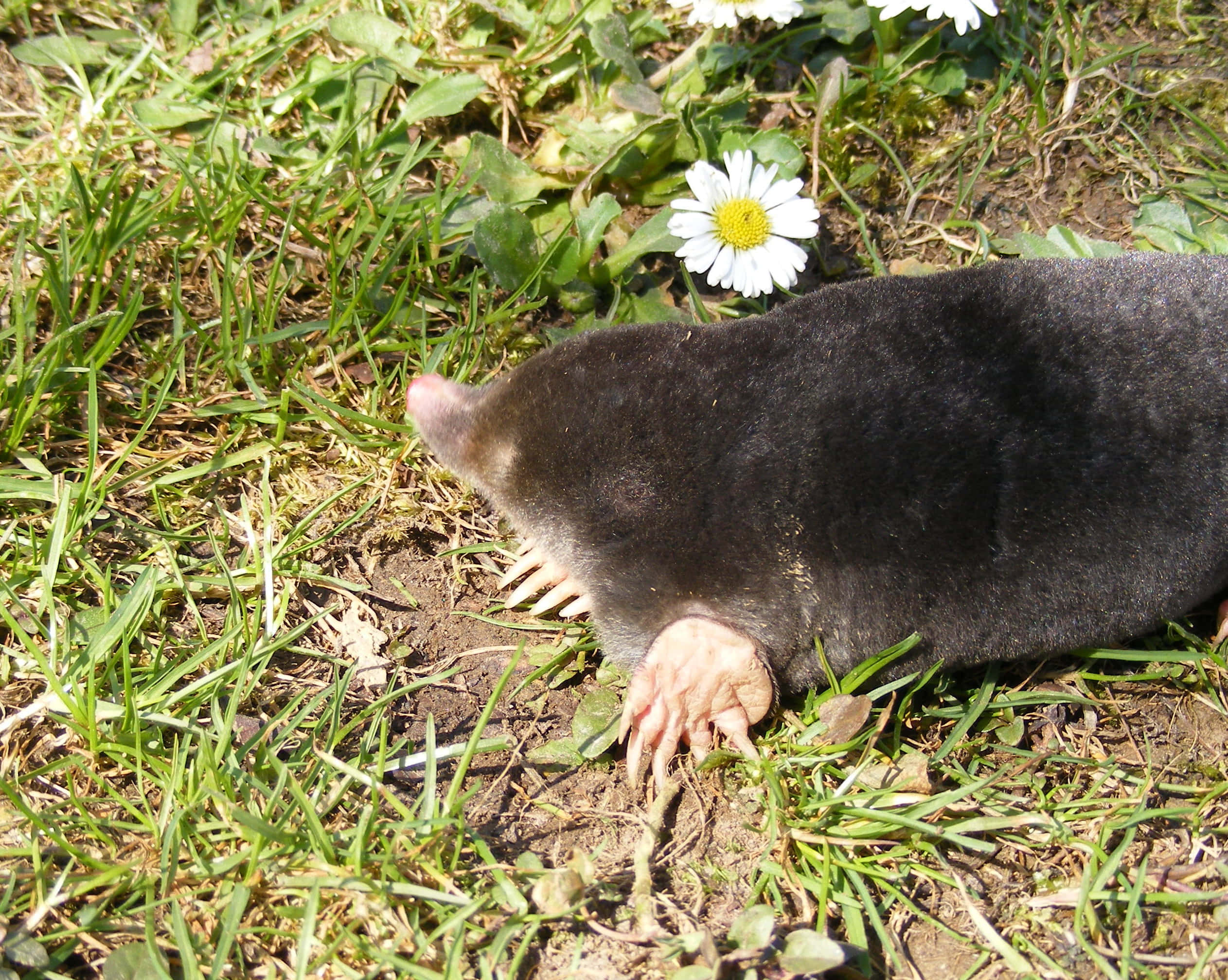 mole, pink claws, sunlit grass, Full HD Desktop Wallpaper