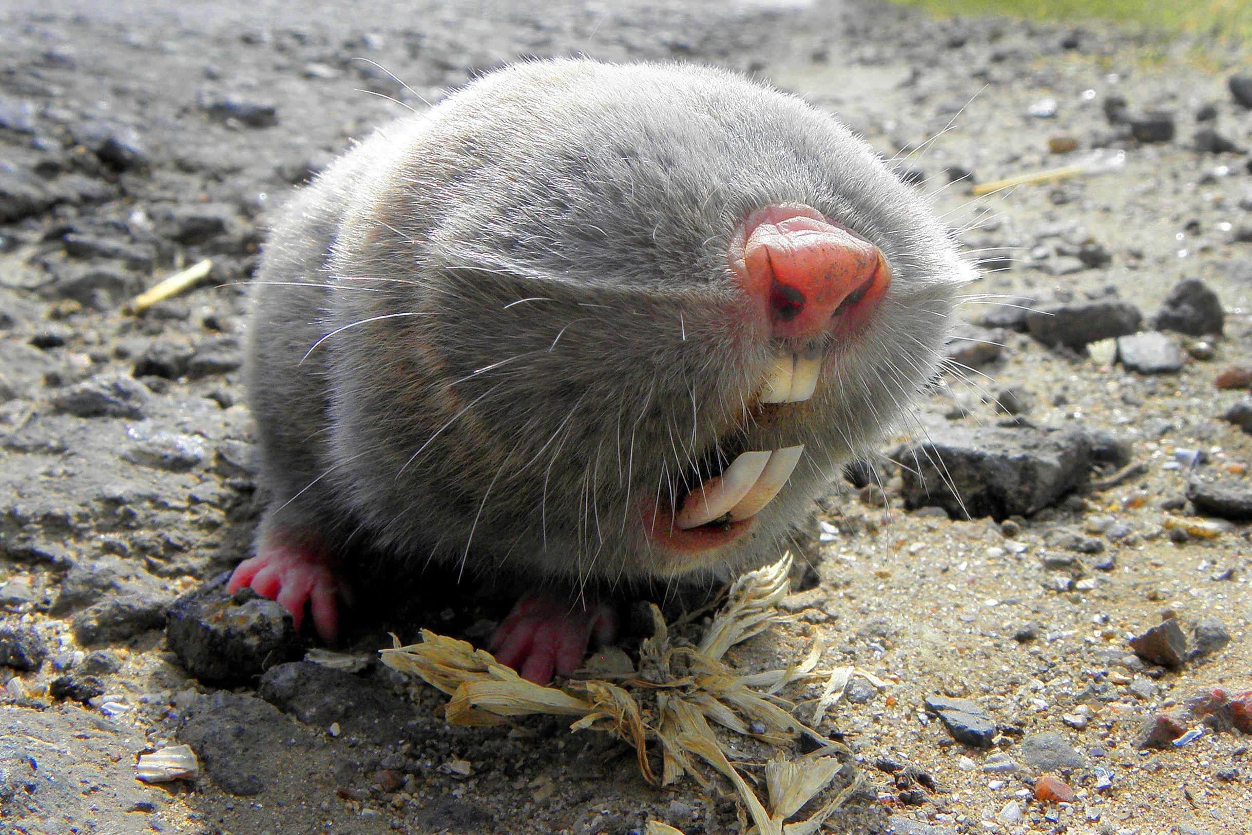 mole, gray, pink nose, Full HD Desktop Wallpaper