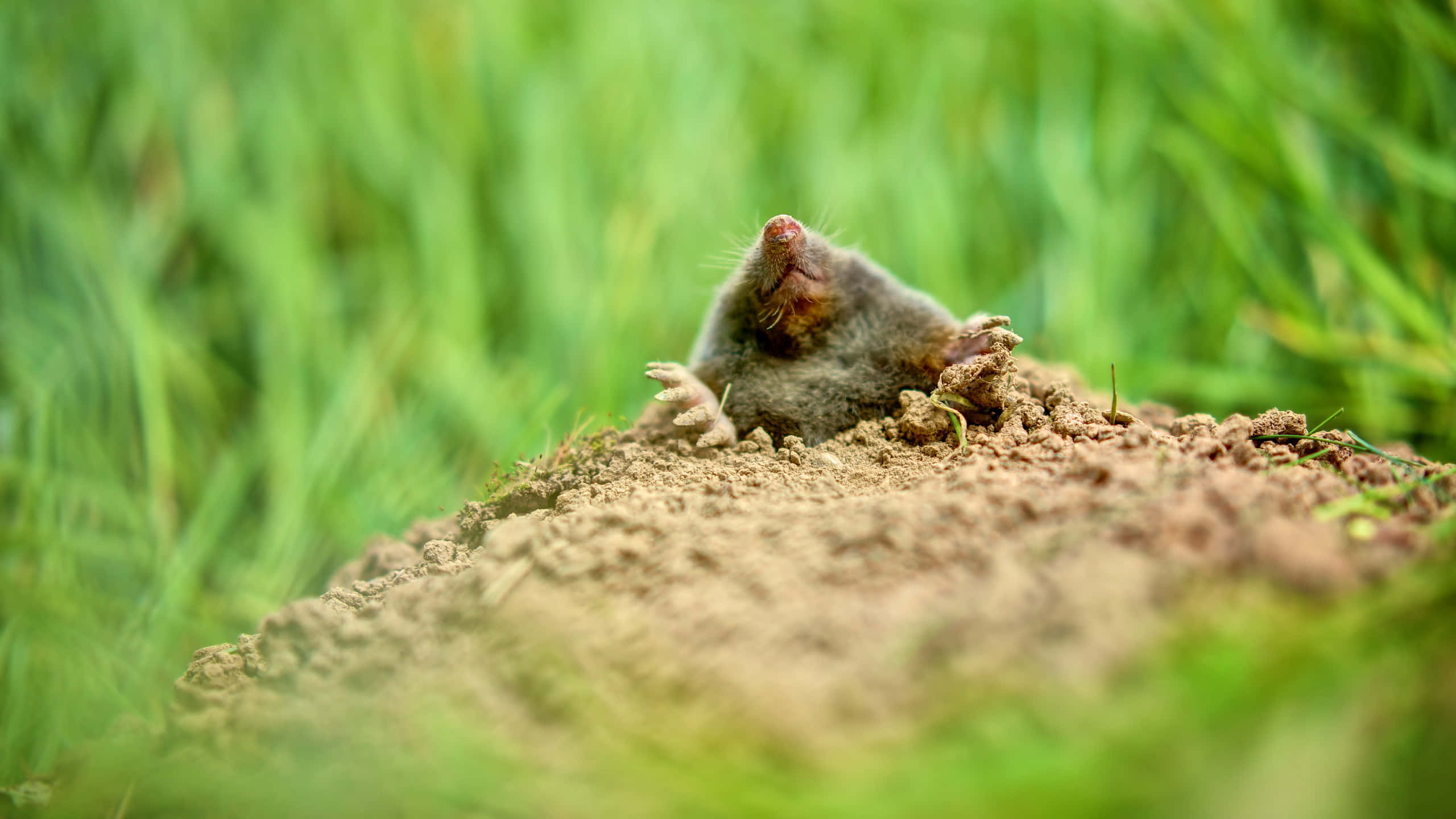 mole, burrow, dirt mound, 2K Desktop Wallpaper