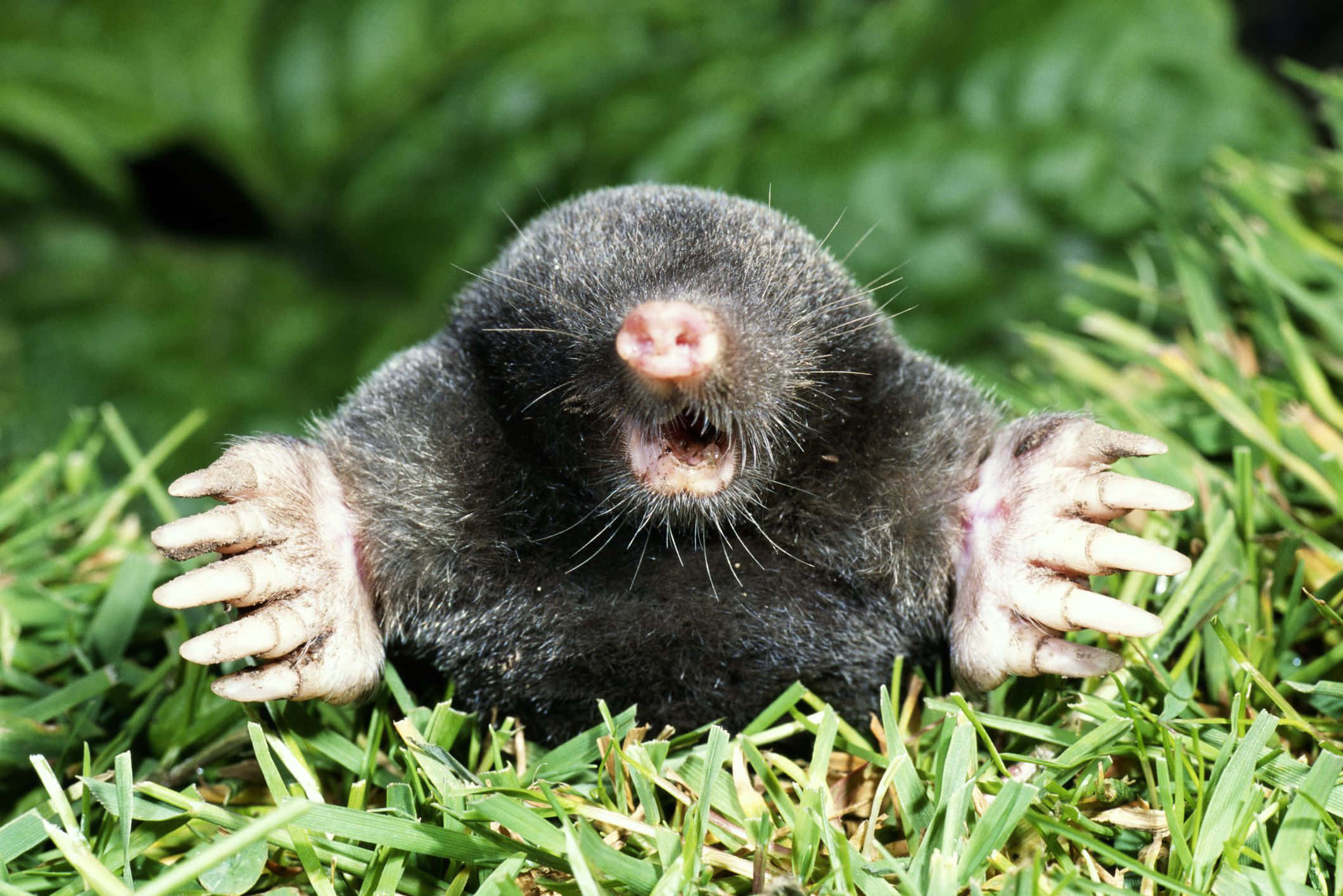 mole, pink nose, large claws, Full HD Desktop Wallpaper
