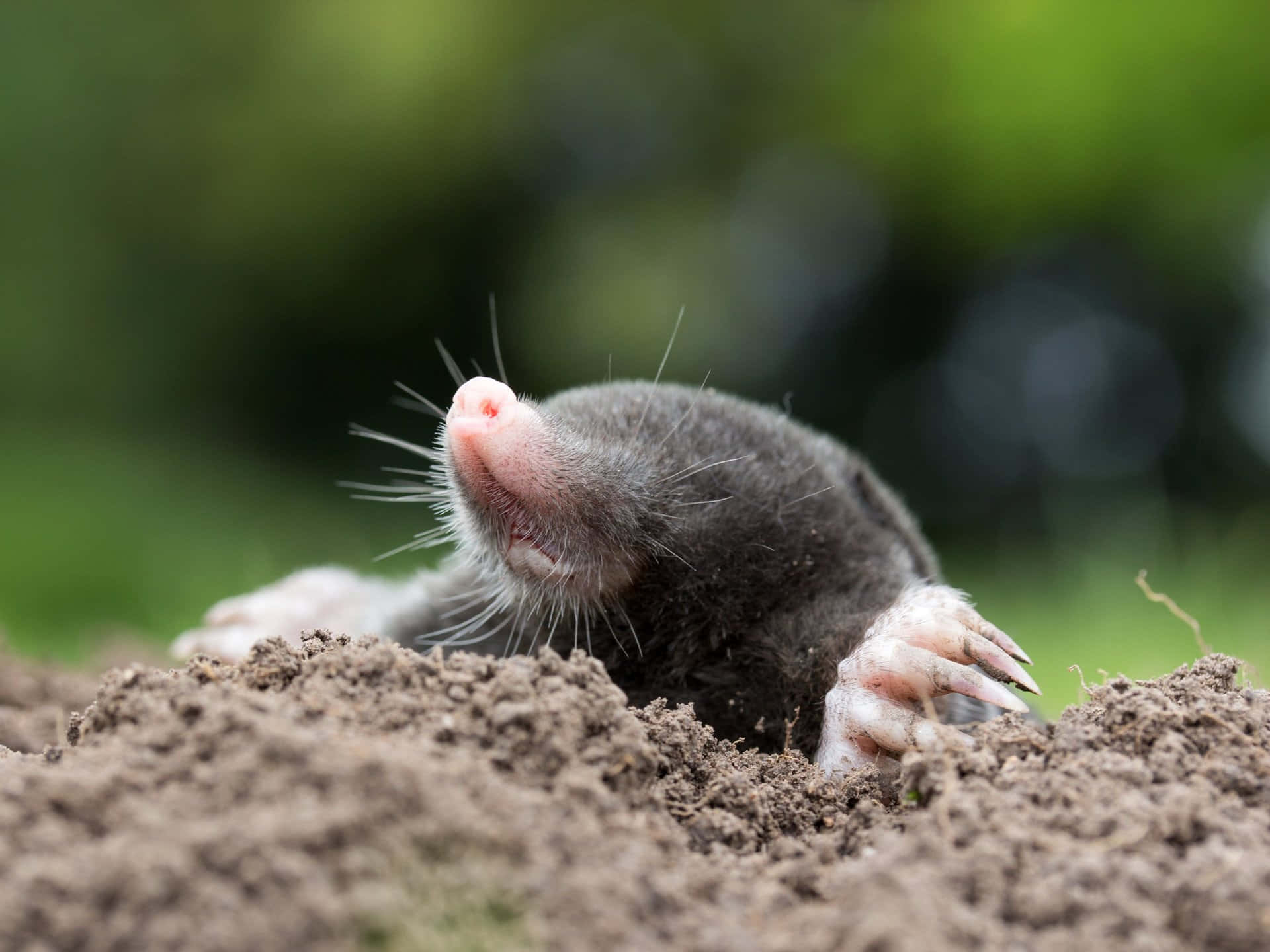mole, pink nose, claws, Full HD Desktop Wallpaper