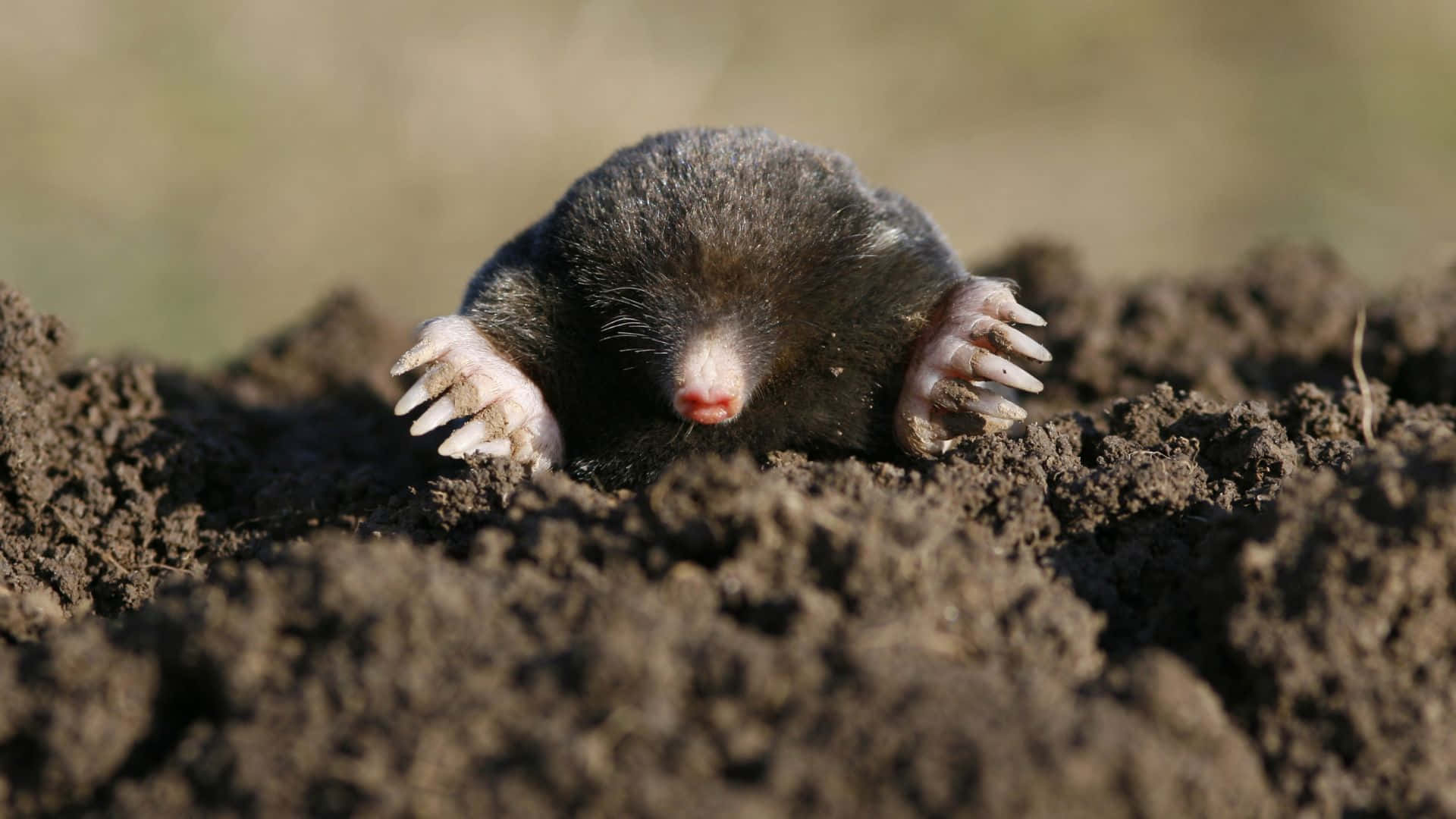 mole, dark-furred, white claws, Full HD Desktop Wallpaper