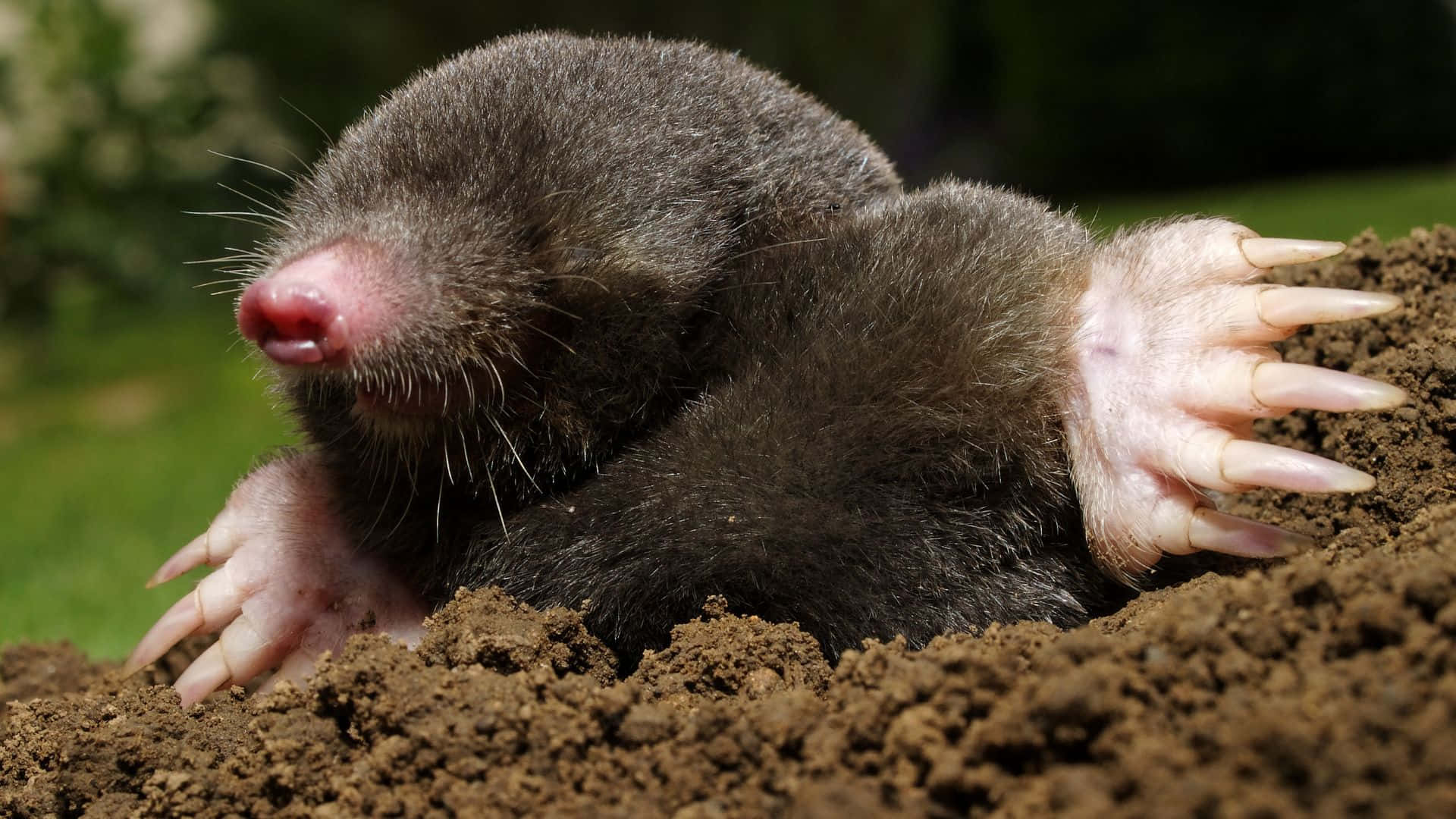 mole, dark-furred, rich brown soil, Full HD Desktop Wallpaper