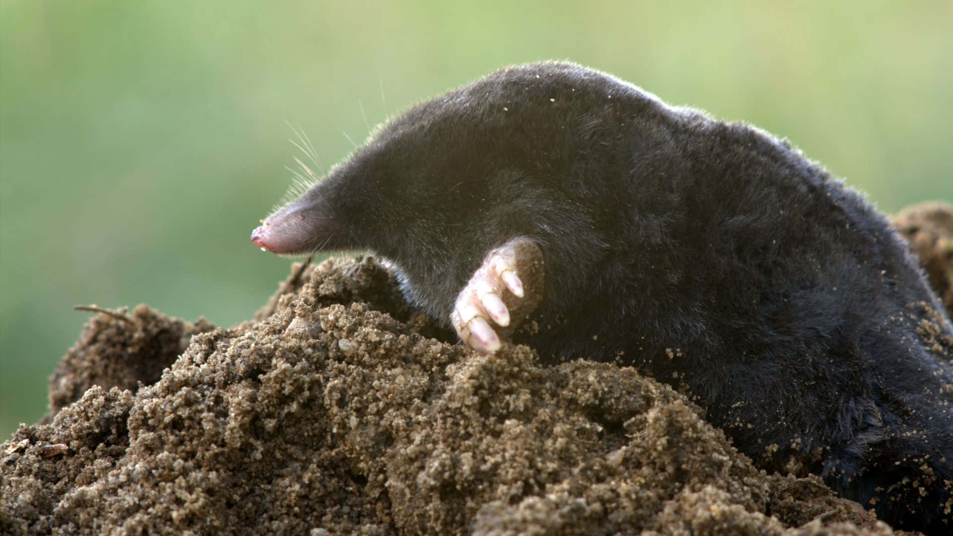 mole, dark-furred, rich brown soil, Full HD Desktop Wallpaper