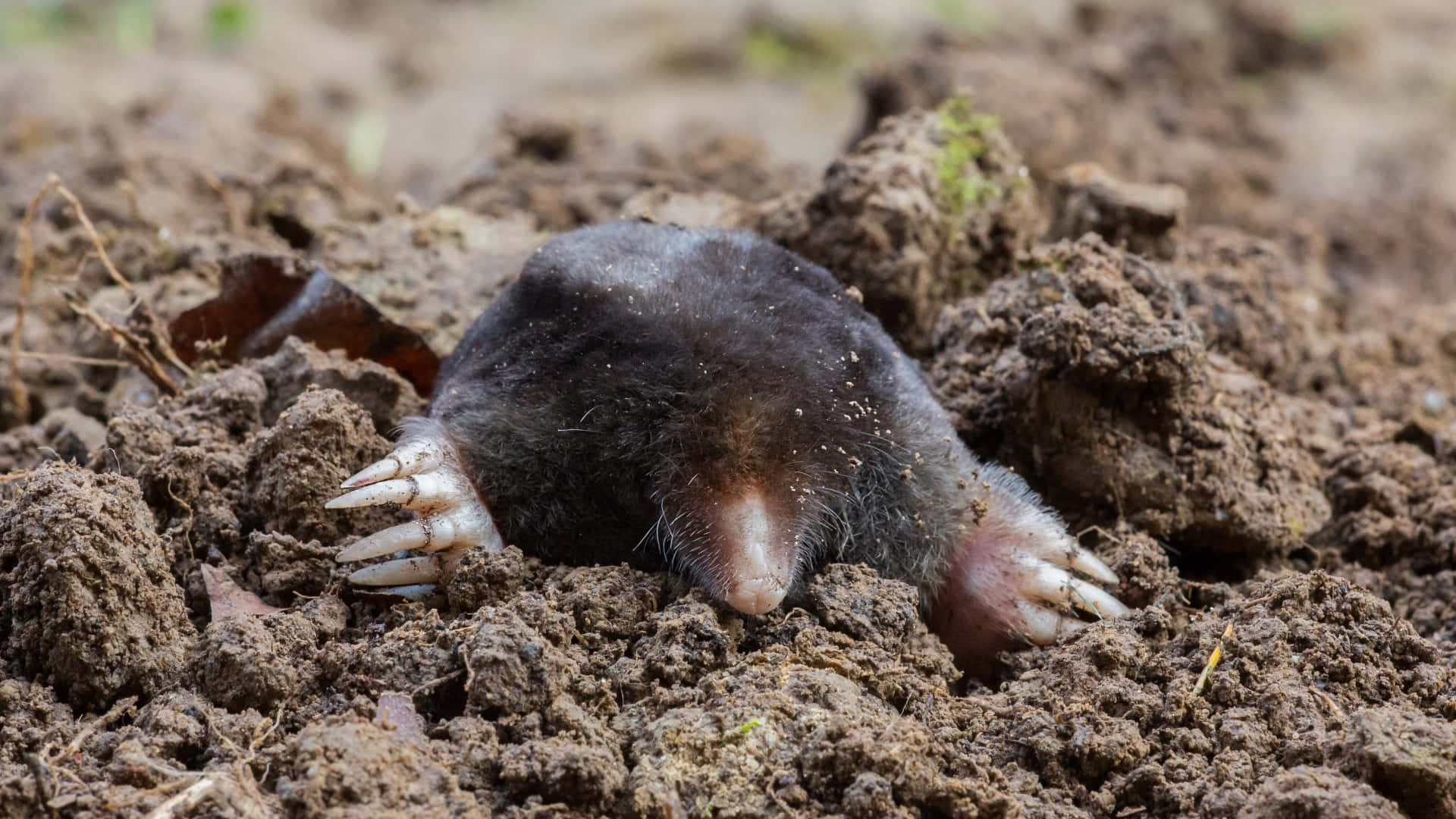 mole, dark-furred, large claws, Full HD Desktop Wallpaper