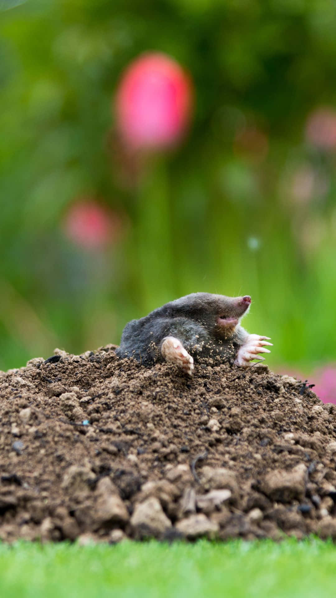 mole, dirt mound, vibrant green garden, Full HD Phone Wallpaper
