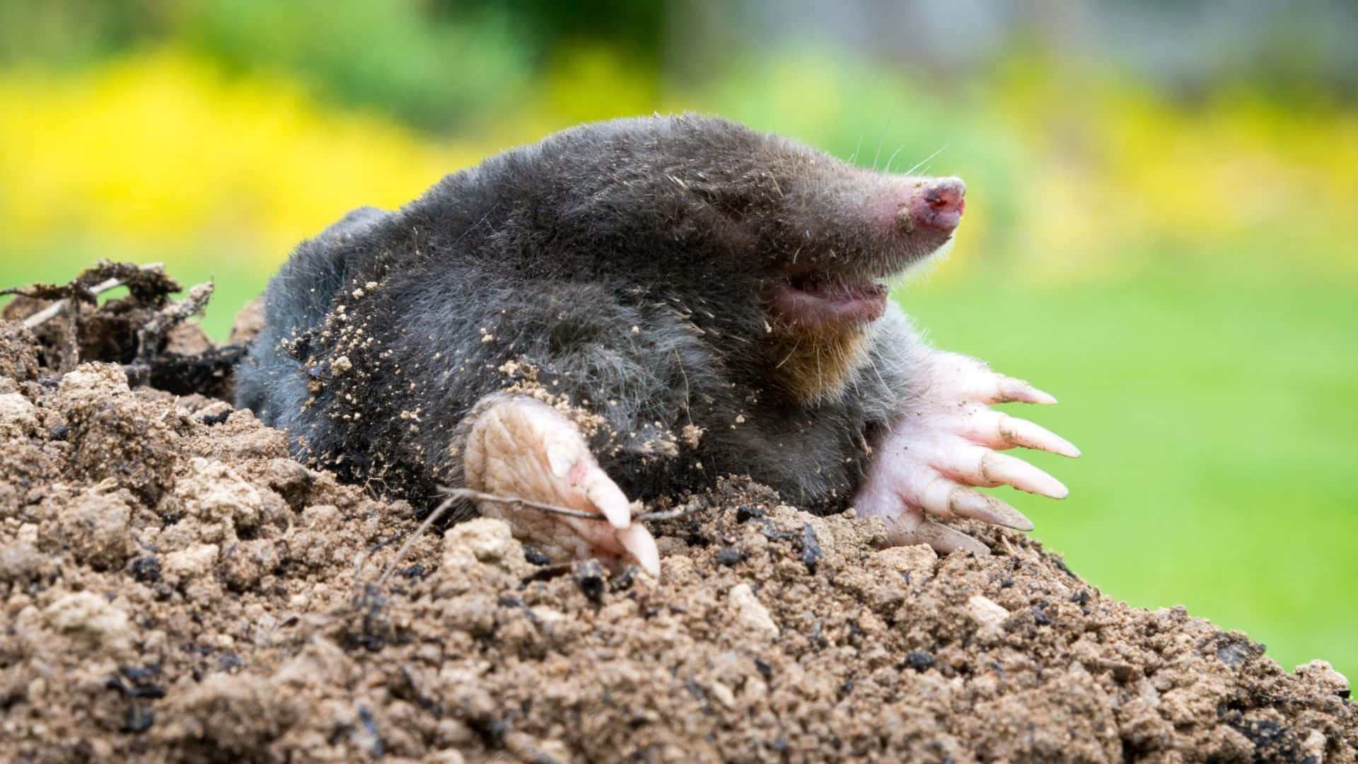 mole, pink claws, rich brown soil, Full HD Desktop Wallpaper