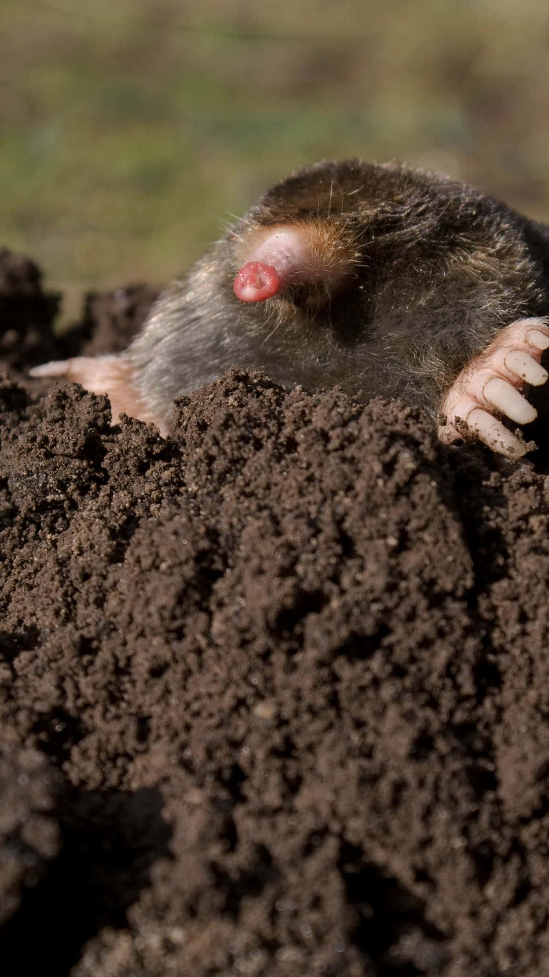 mole, dark soil, claws, Full HD Phone Wallpaper