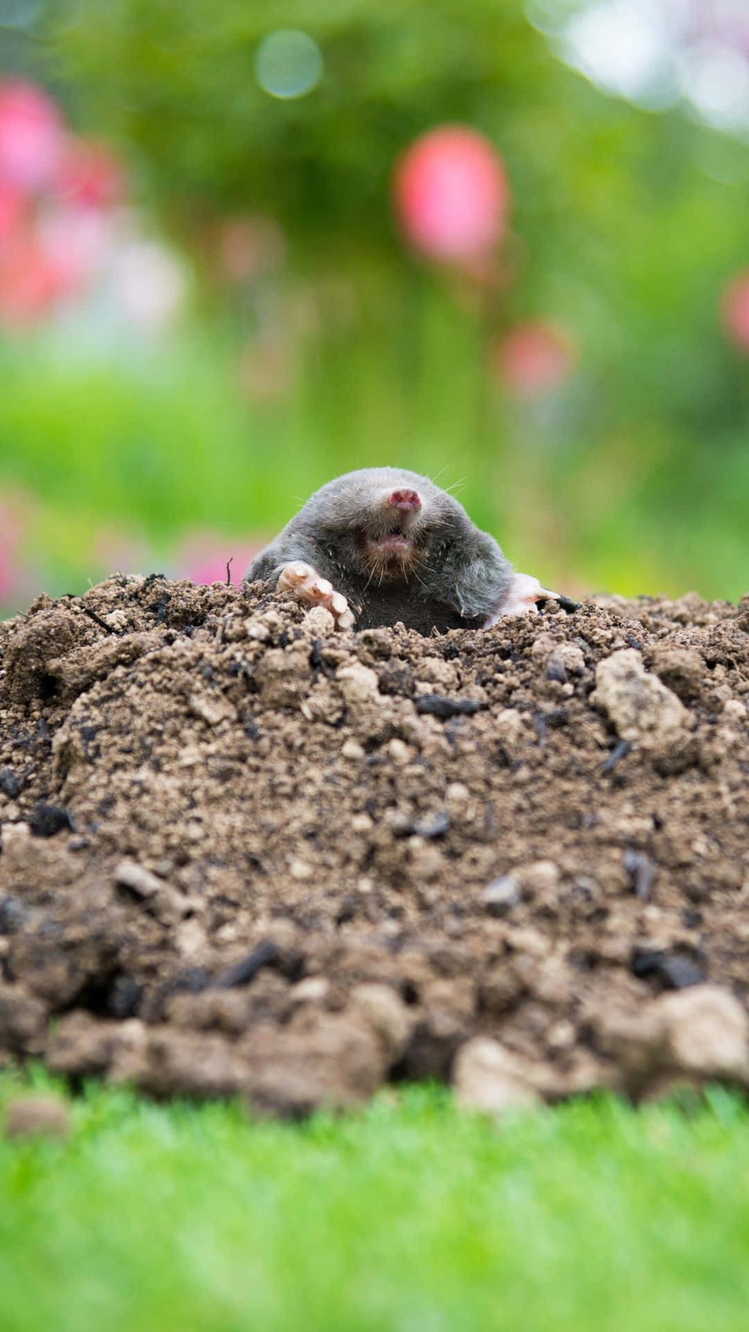 mole, gray, pink nose, Full HD Phone Wallpaper