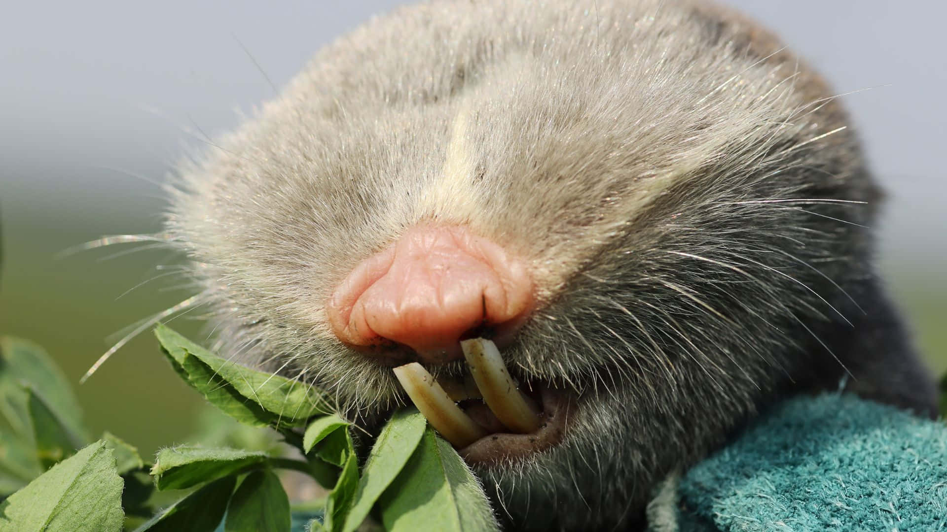 mole, pink nose, long teeth, Full HD Desktop Wallpaper