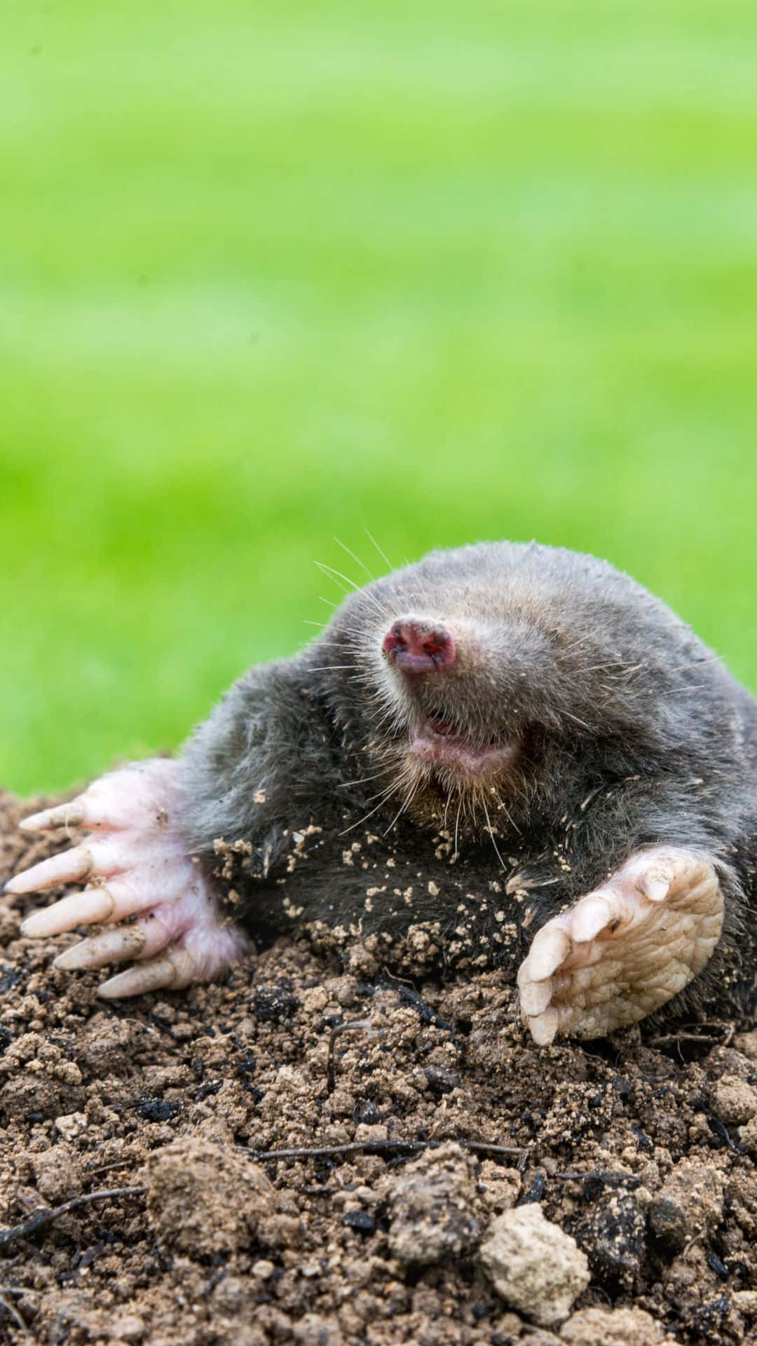 mole, gray, dark soil, Full HD Phone Wallpaper