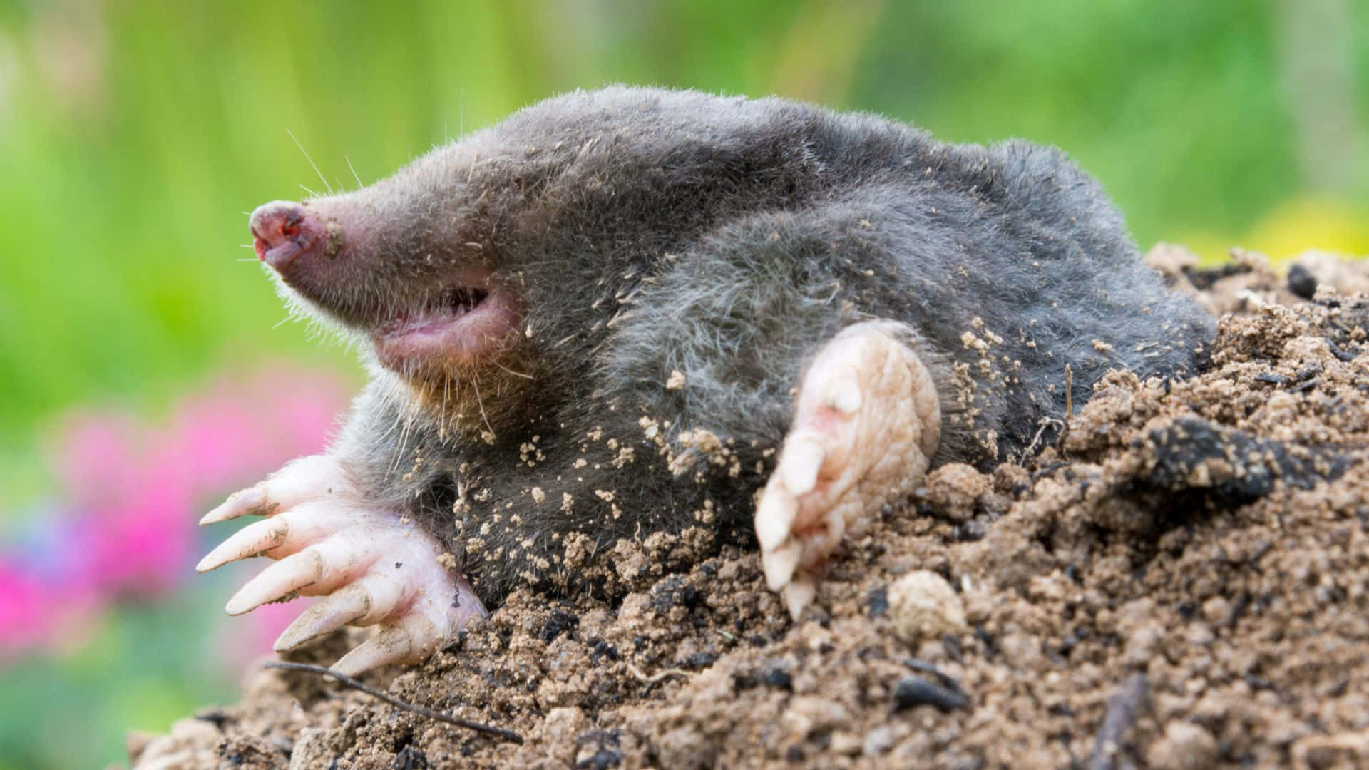 mole, gray, soil, Full HD Desktop Wallpaper
