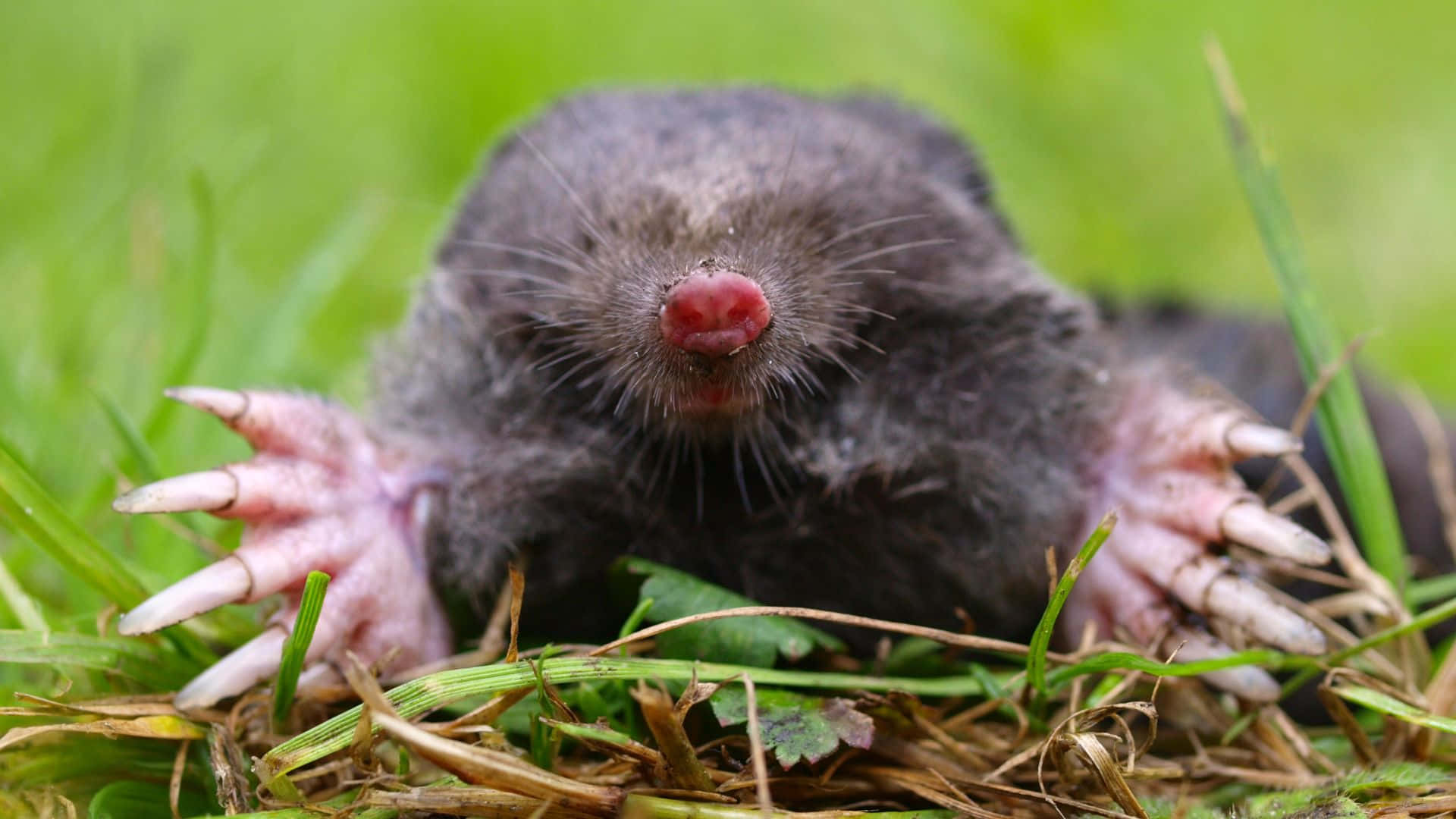 mole, pink claws, pink nose, Full HD Desktop Wallpaper