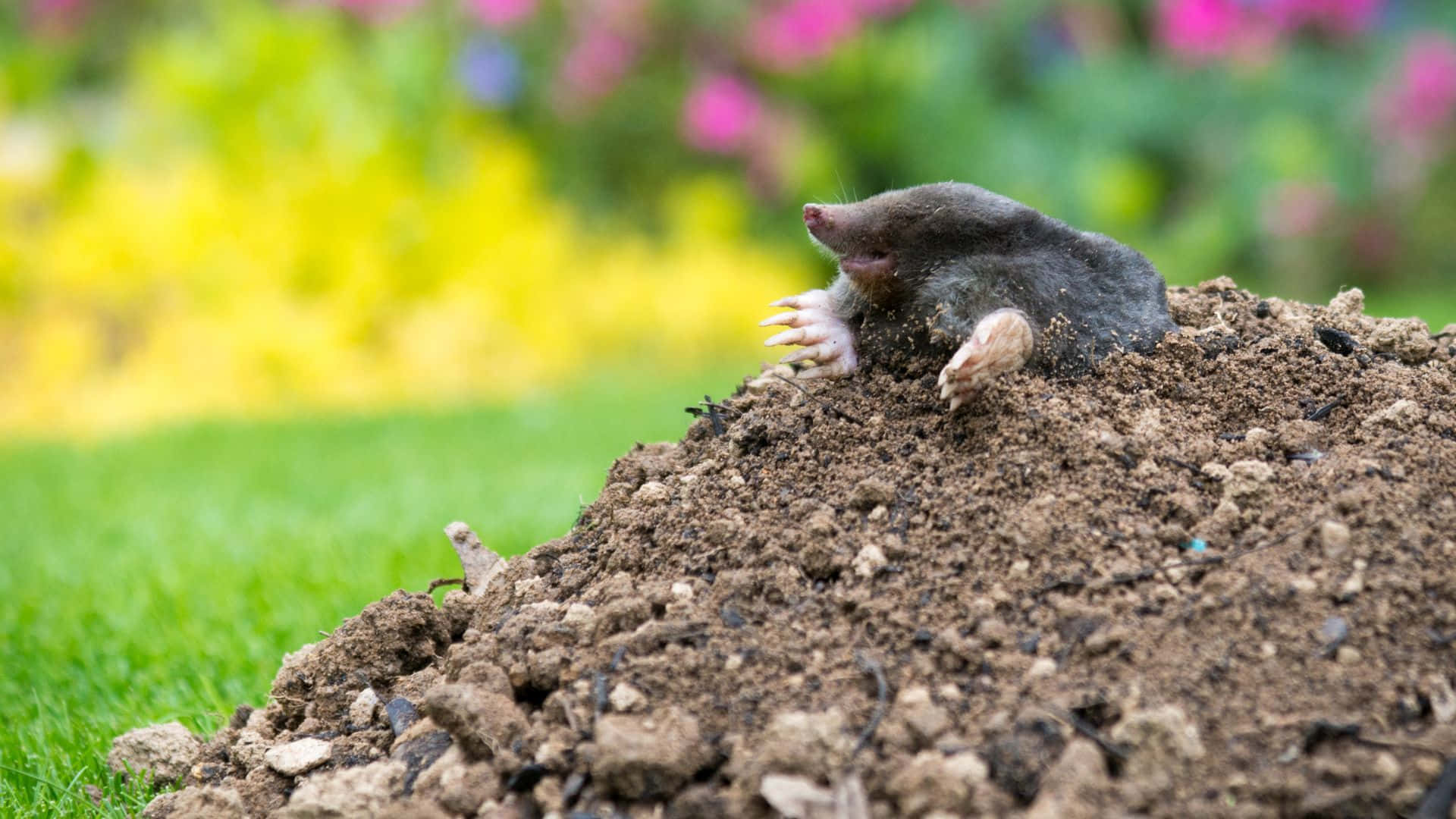mole, burrow, dirt mound, Full HD Desktop Wallpaper