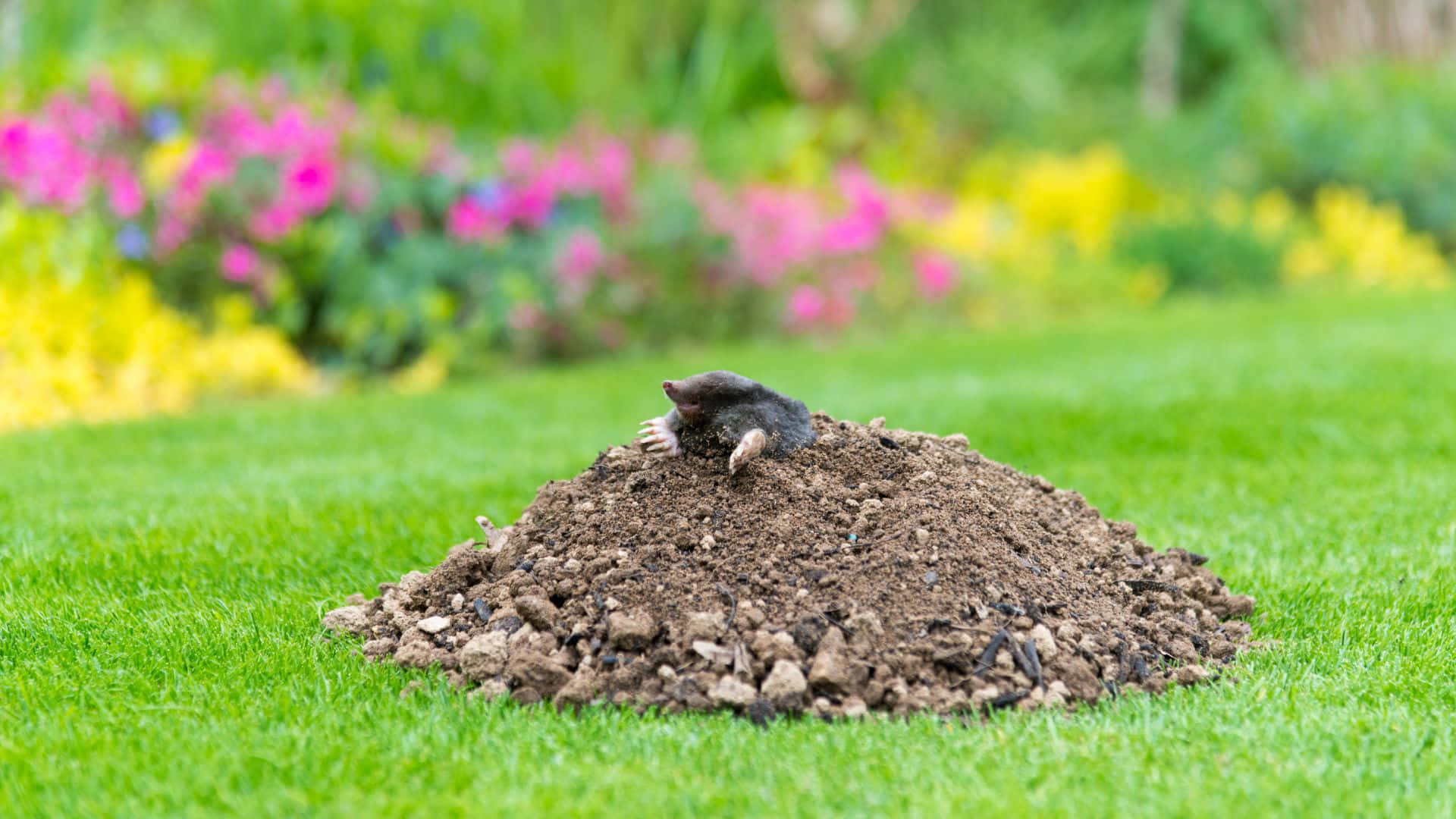 mole, mound garden, vibrant green lawn, Full HD Desktop Wallpaper