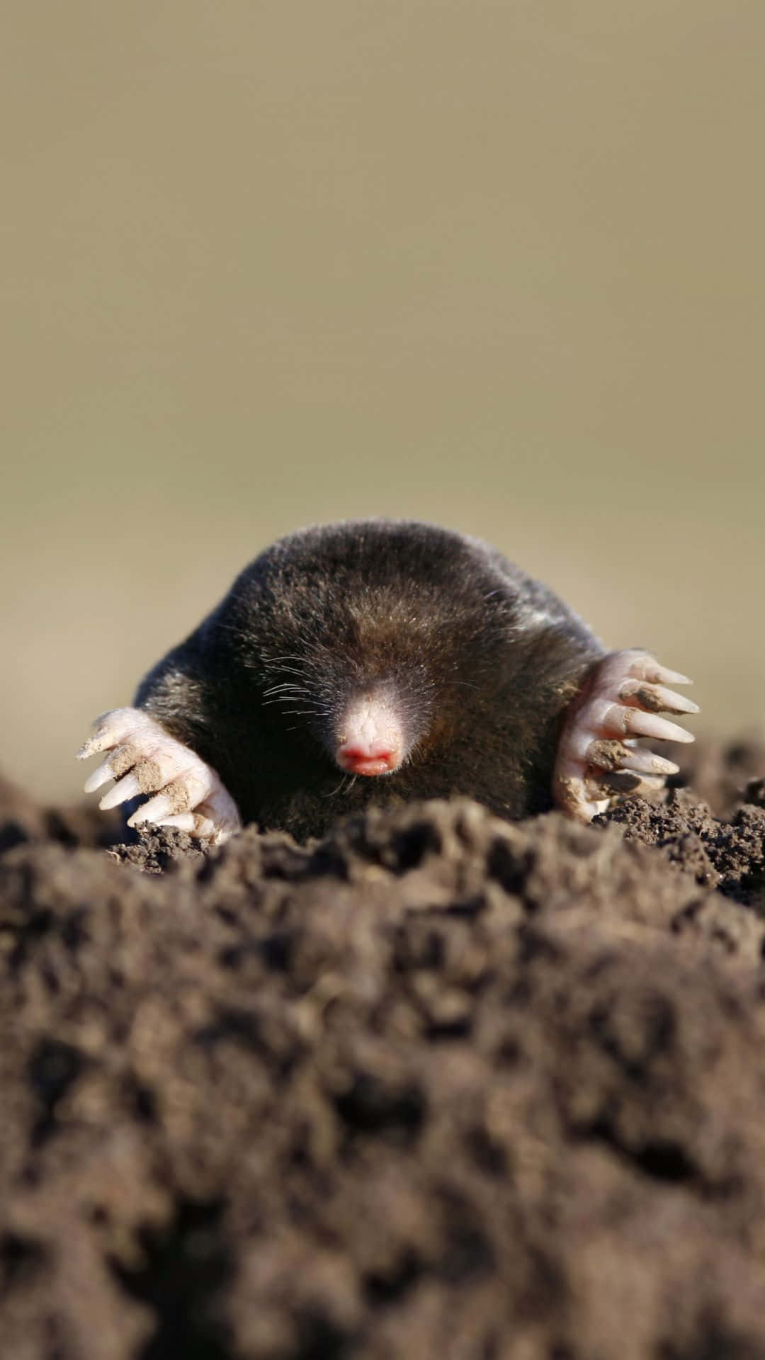 mole, dark-furred, large clawed paws, Full HD Phone Wallpaper