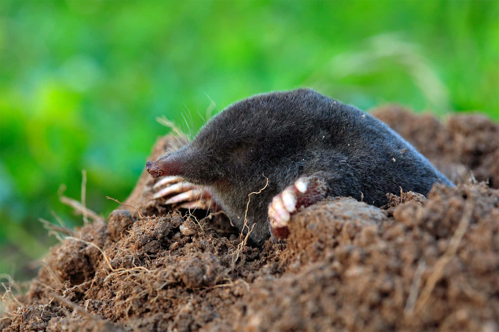 mole, dark-furred, rich brown soil, HD Desktop Wallpaper