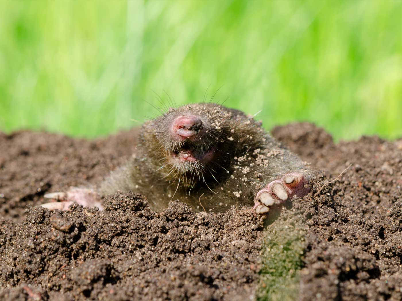 mole, dark soil, bright green grass, HD Desktop Wallpaper