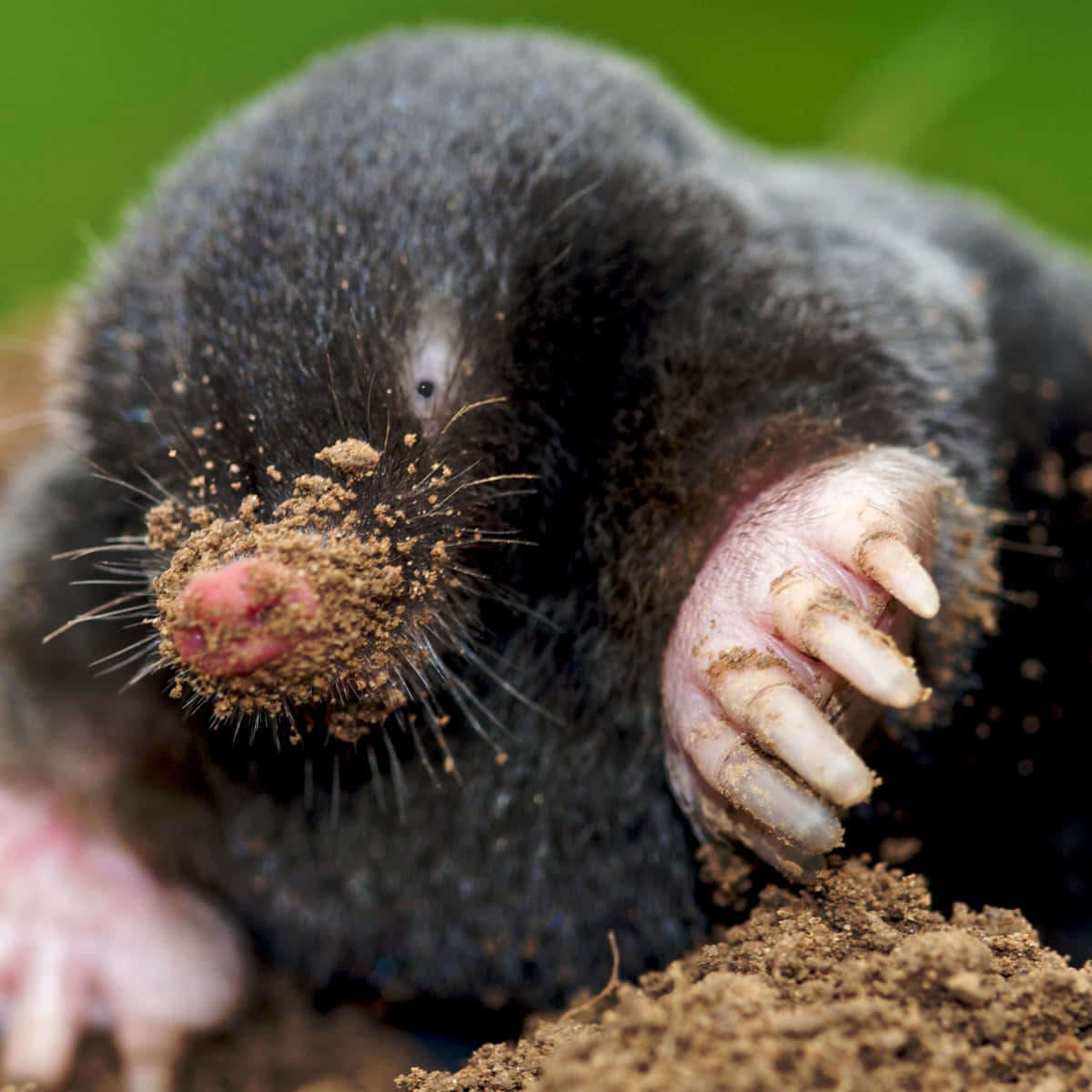 mole, dark-furred, soil, SD Desktop Wallpaper