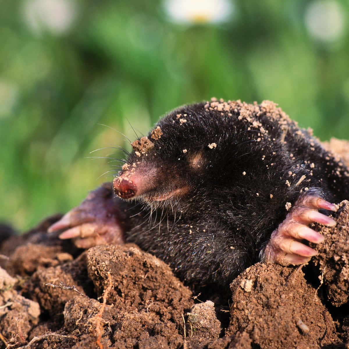 mole, dark-furred, rich brown soil, SD Desktop Wallpaper