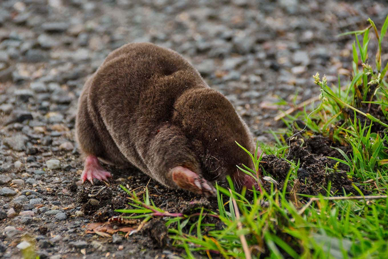 molein, natural habitat, brown mole, HD Desktop Wallpaper