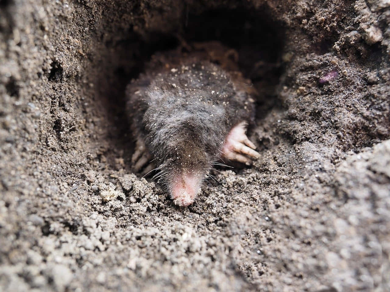 mole, burrow, moist earth, HD Desktop Wallpaper