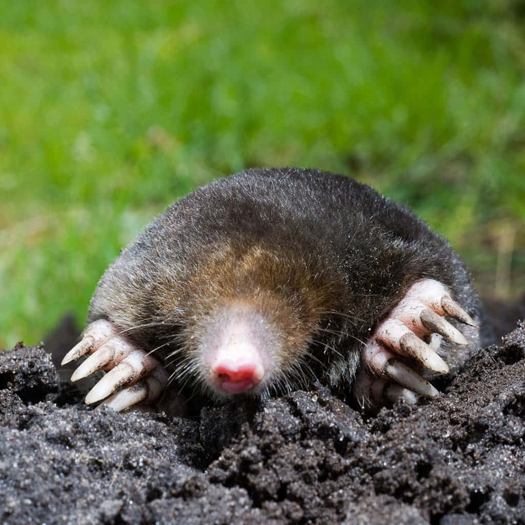 mole, dark soil, pink nose, SD Desktop Wallpaper