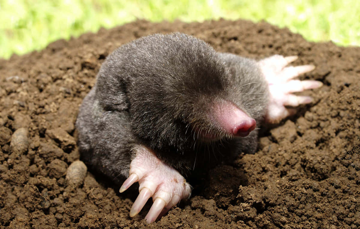 mole, dark-furred, rich brown soil, SD Desktop Wallpaper