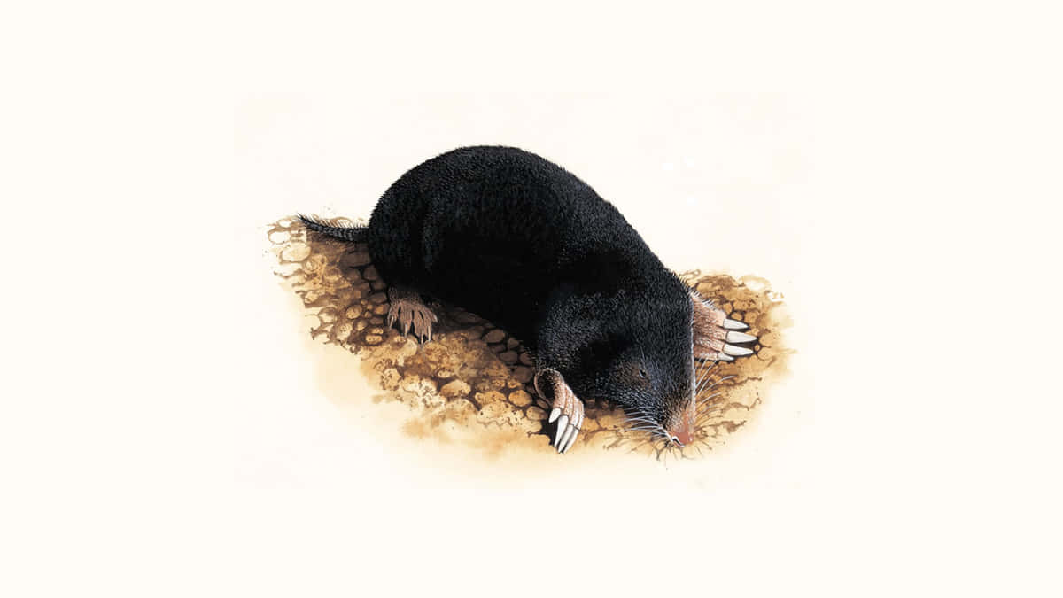 mole, black, large claws, SD Desktop Wallpaper