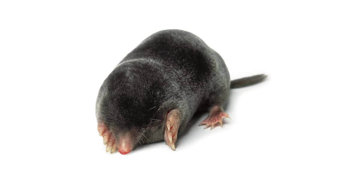 Common Mole, white background, dark-furred, SD Desktop Wallpaper