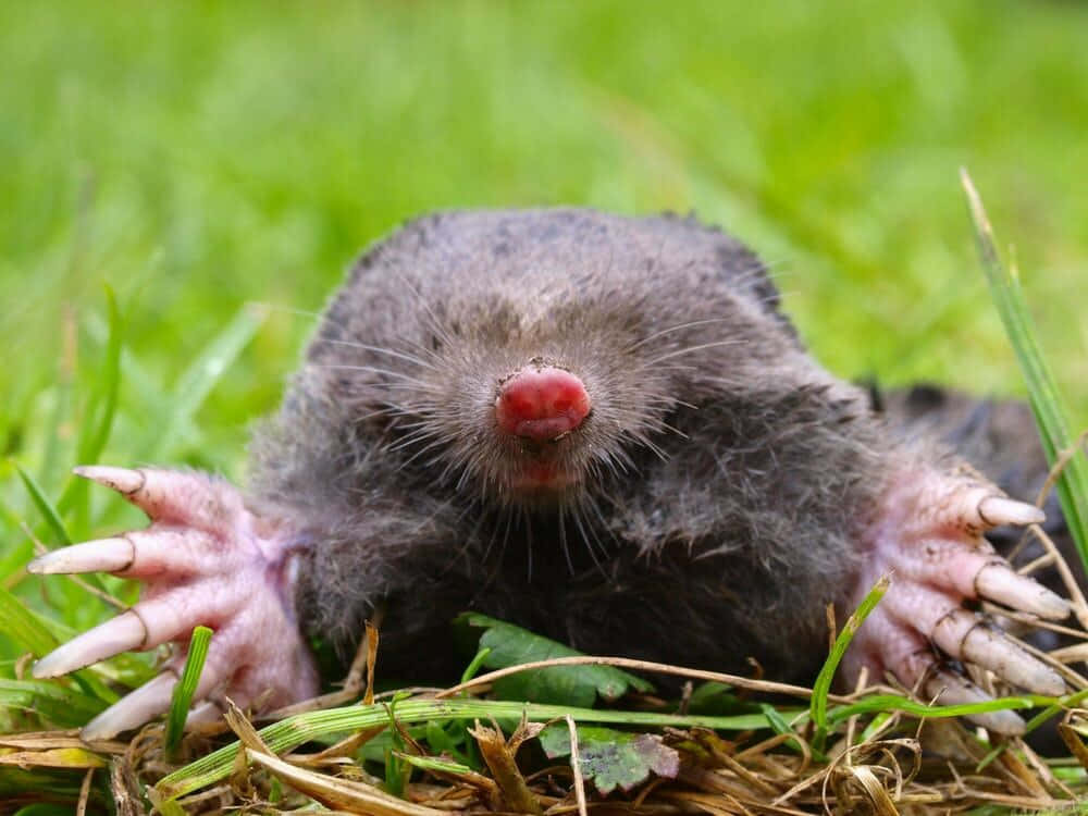 mole, pink claws, red nose, SD Desktop Wallpaper