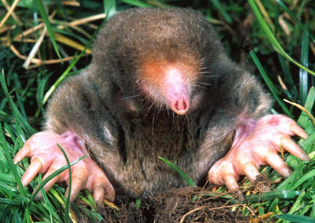 mole, pink paws, pink nose, SD Desktop Wallpaper