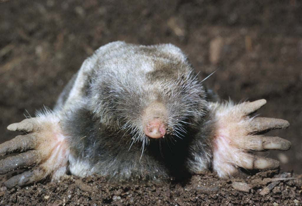 mole, dark soil, clawed hands, SD Desktop Wallpaper