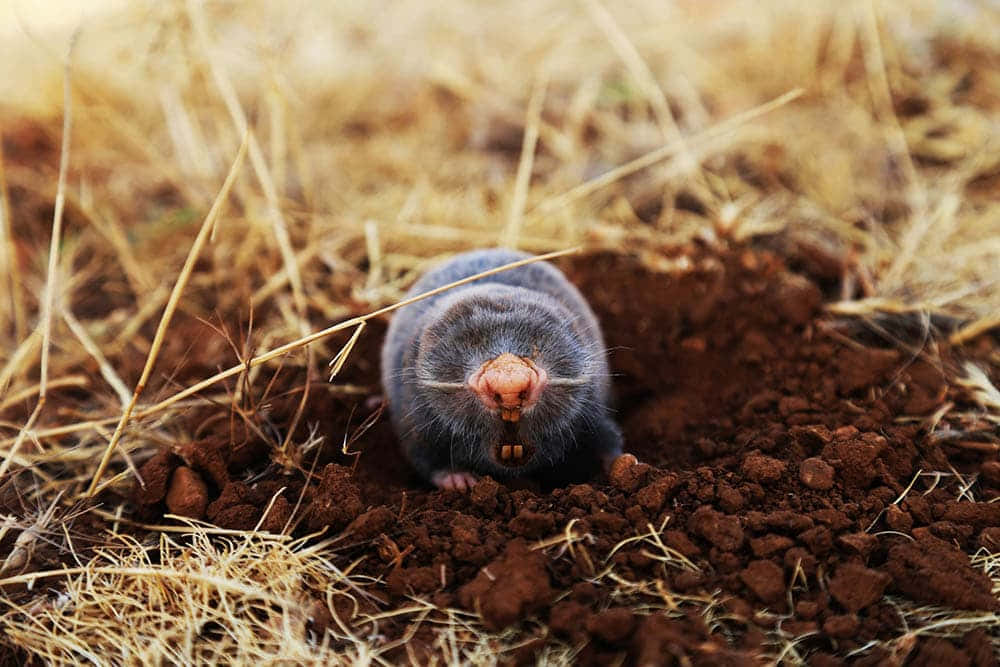 mole, burrow, rich brown soil, SD Desktop Wallpaper