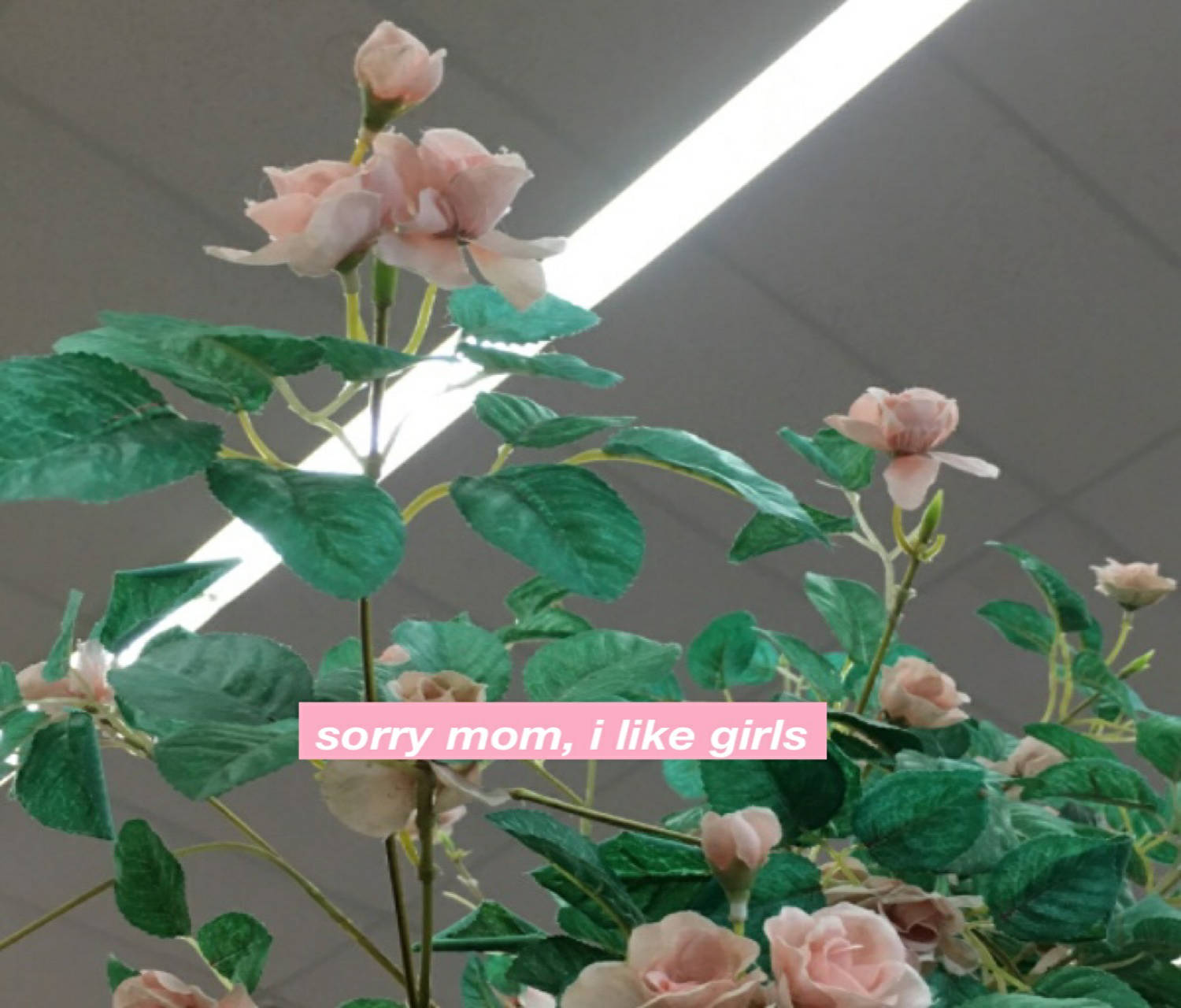 pink roses, green leaves, fluorescent lights, HD Desktop Wallpaper