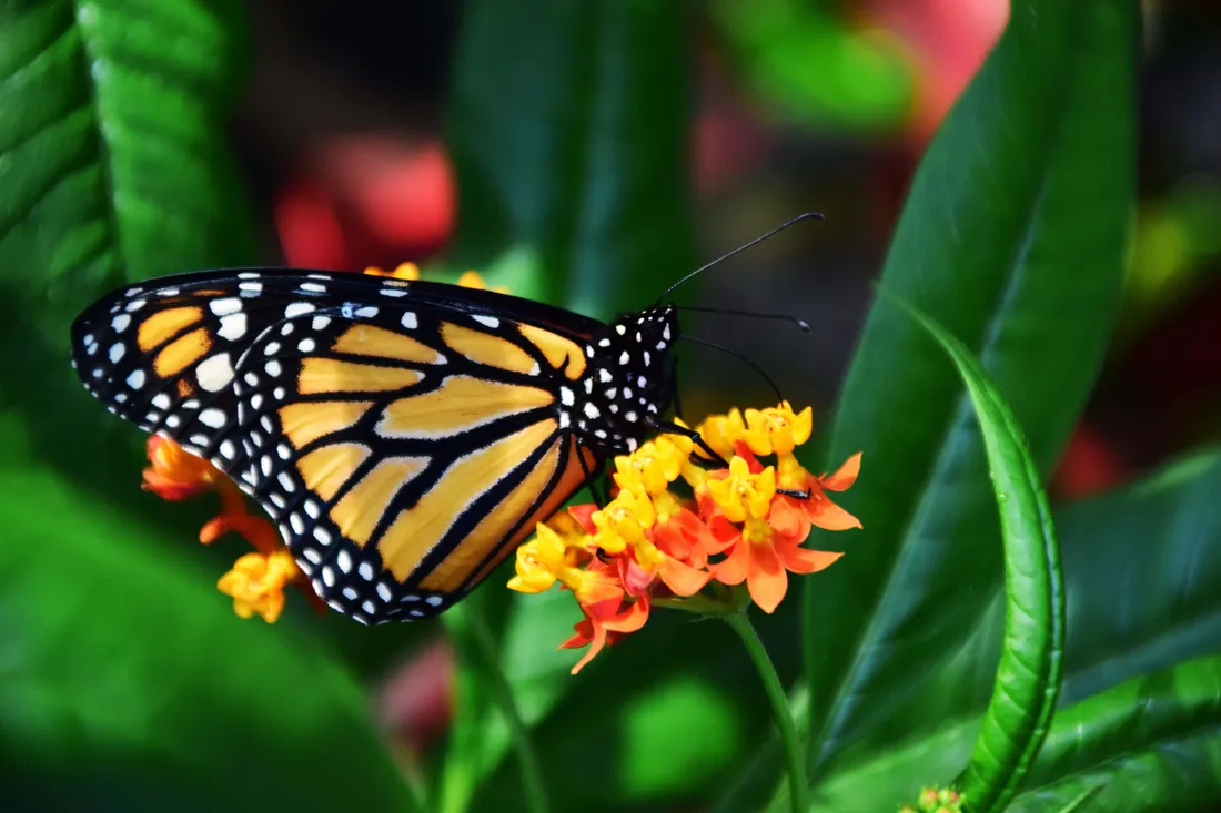 Monarch Butterflies