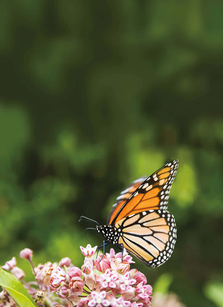 orange monarch butterfly, pink milkweed flower, vibrant orange wings, SD Phone Wallpaper