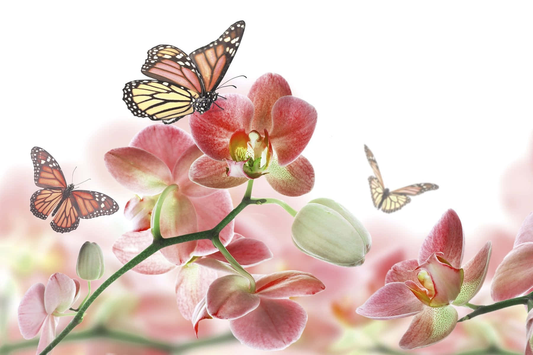 Monarch Butterflies, pink orchids, soft blurred background, HD Desktop Wallpaper